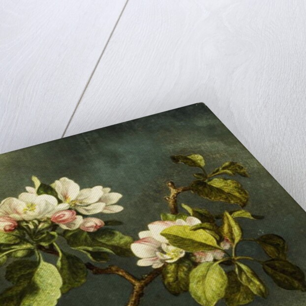 Apple Blossoms by Martin Johnson Heade