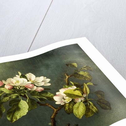 Apple Blossoms by Martin Johnson Heade