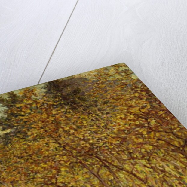 Autumn Sunlight by Robert Reid