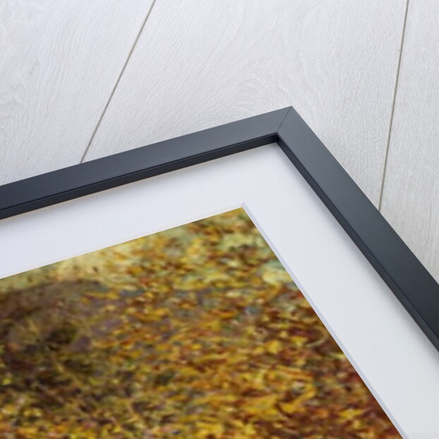 Autumn Sunlight by Robert Reid