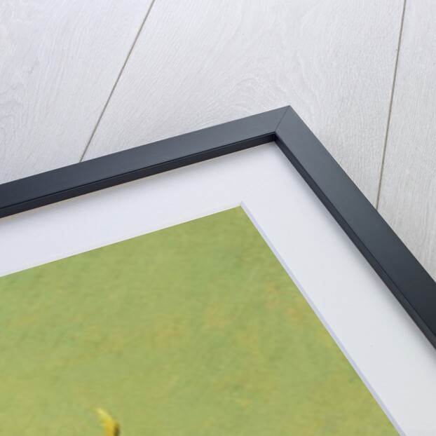 Dish of Apples and Quinces by David Johnson