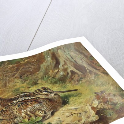 A Woodcock and Chicks, 1933 by Archibald Thorburn