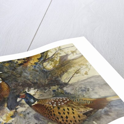 Cock Pheasants under a Beech Tree by Frank Southgate
