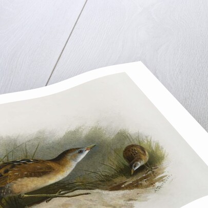 A Little Crake by Archibald Thorburn