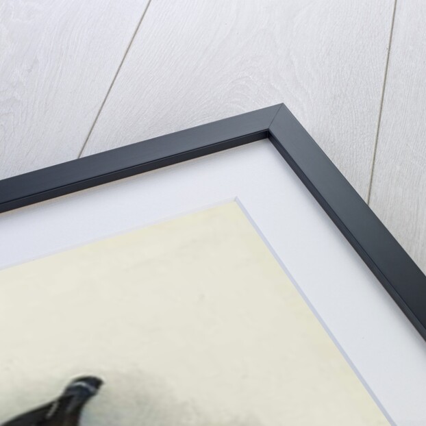 A Razorbill by Archibald Thorburn