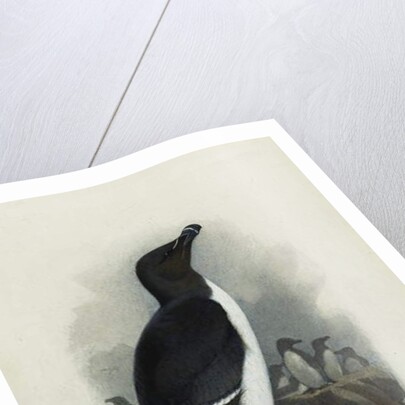 A Razorbill by Archibald Thorburn