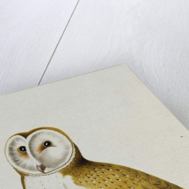 A Barn Owl, part of An Album of Watercolours of Birds and Their Eggs, c. 1800 by School English