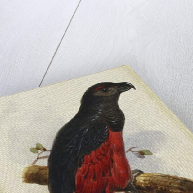 Pesquet's Dasyptilus by Edward Lear