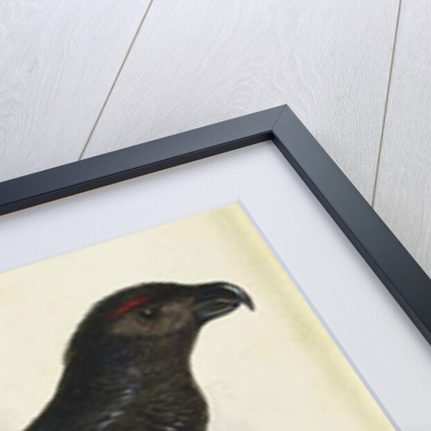 Pesquet's Dasyptilus by Edward Lear