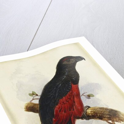 Pesquet's Dasyptilus by Edward Lear