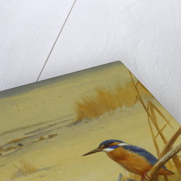 A Kingfisher Amongst Reeds in Winter, 1901 by Archibald Thorburn