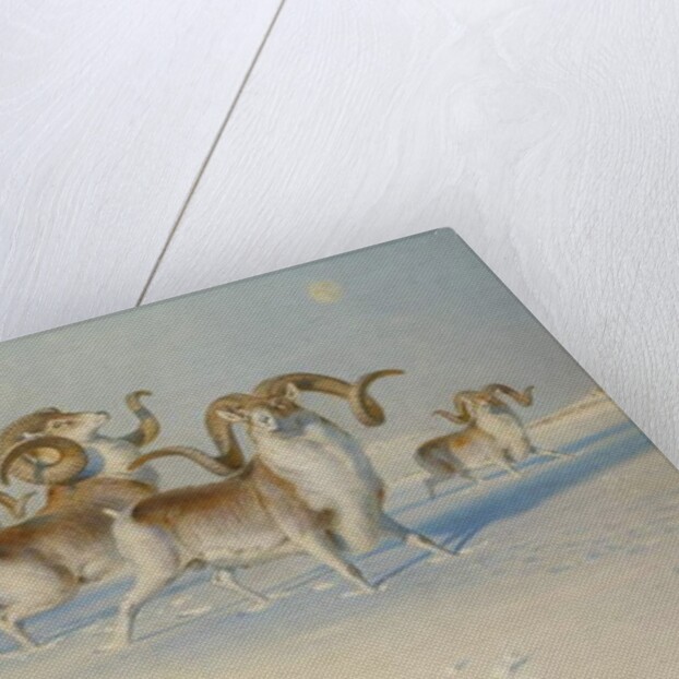 A Snow Leopard Stalking Ovis Poli by Joseph Wolf