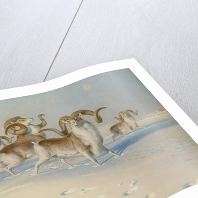 A Snow Leopard Stalking Ovis Poli by Joseph Wolf