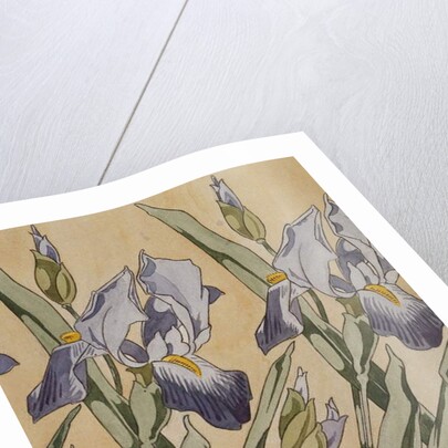 Iris, 1898 by Koloman Moser