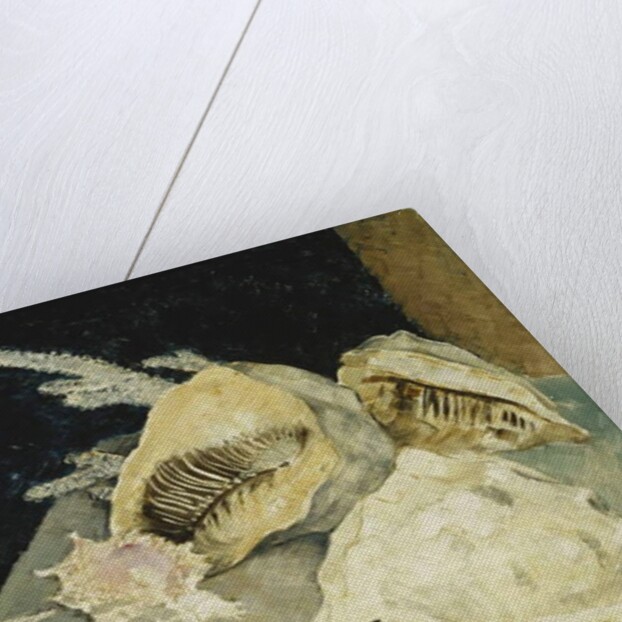 Shells by Glyn Warren Philpot