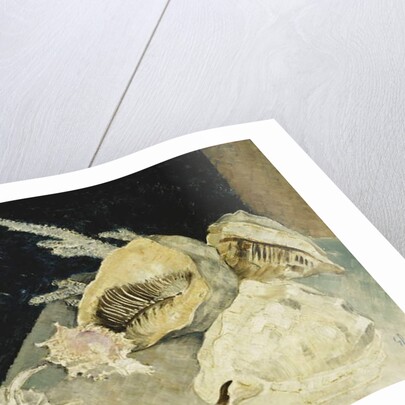 Shells by Glyn Warren Philpot