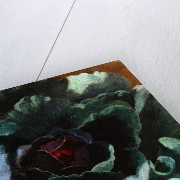 Cabbage, 1956 by Cedric Morris