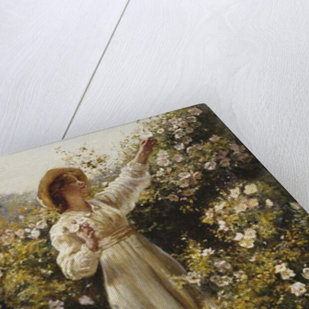 Wild Rose, 1908 by Robert Payton Reid