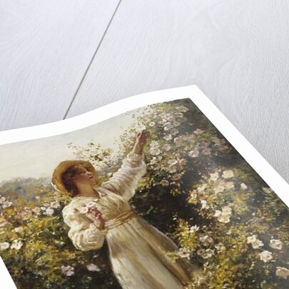 Wild Rose, 1908 by Robert Payton Reid