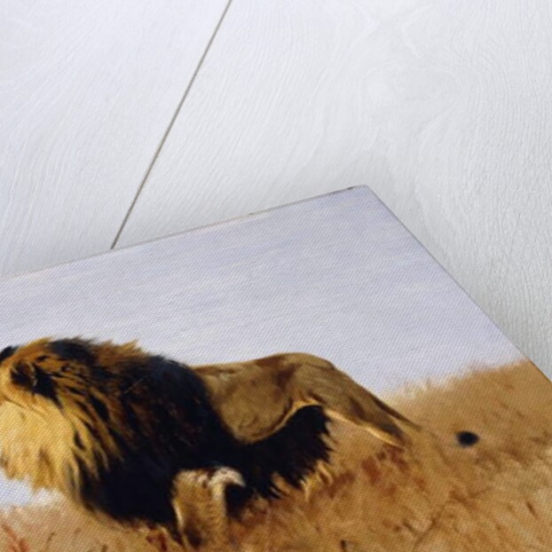 Lion Watching for Prey by Wilhelm Kuhnert