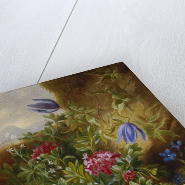 Alpenblum by Josef Schuster