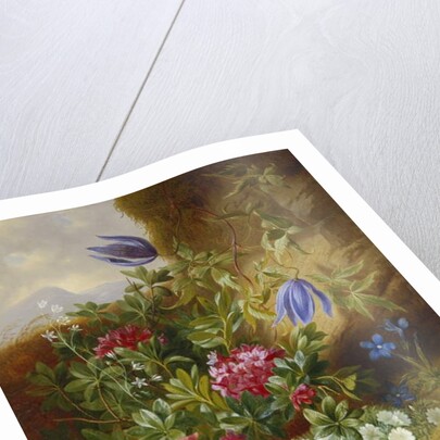 Alpenblum by Josef Schuster