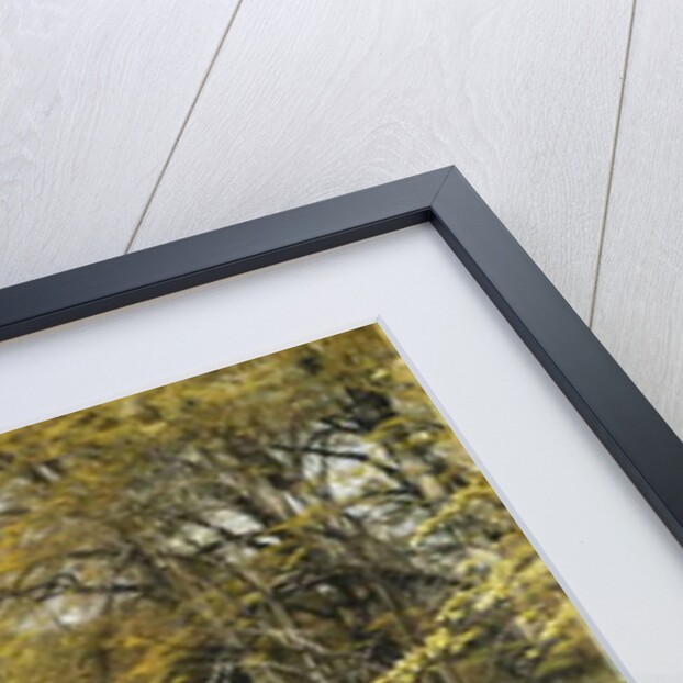 A Wooded River Landscape, 1909 by Peder Monsted