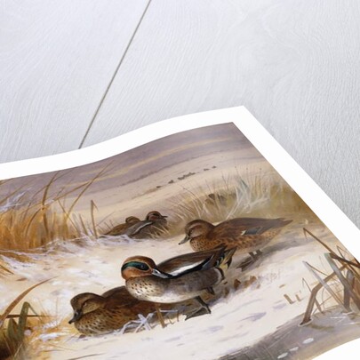 Mallard Widgeon and Snipe at the Edge of a Pool in Winter, 1898 by Archibald Thorburn