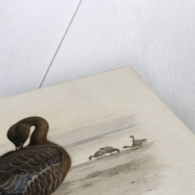 A Pink-Footed Goose by Archibald Thorburn