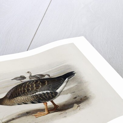 A White-Fronted Goose by Archibald Thorburn