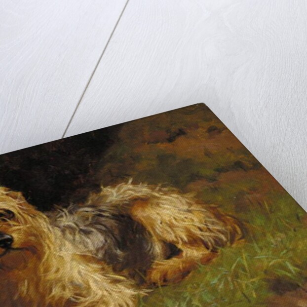 Soft Coated Wheaten Terrier by Alfred Duke