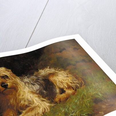 Soft Coated Wheaten Terrier by Alfred Duke