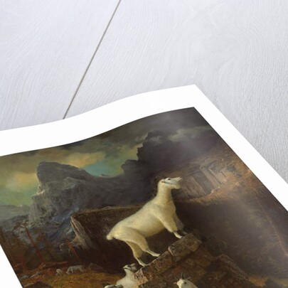 Rocky Mountain Goats, c.1885 by Albert Bierstadt