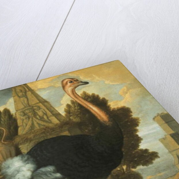 An Ostrich by Francis Barlow