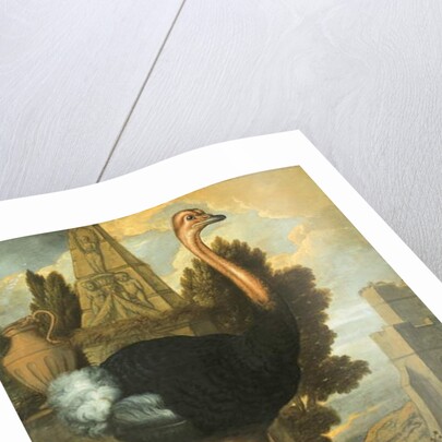 An Ostrich by Francis Barlow