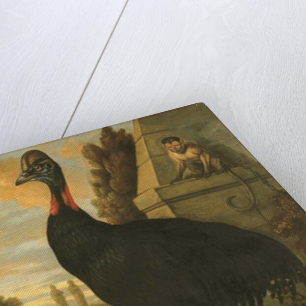 A Cassowary by Francis Barlow