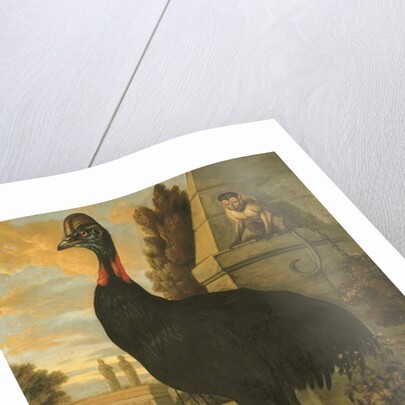 A Cassowary by Francis Barlow