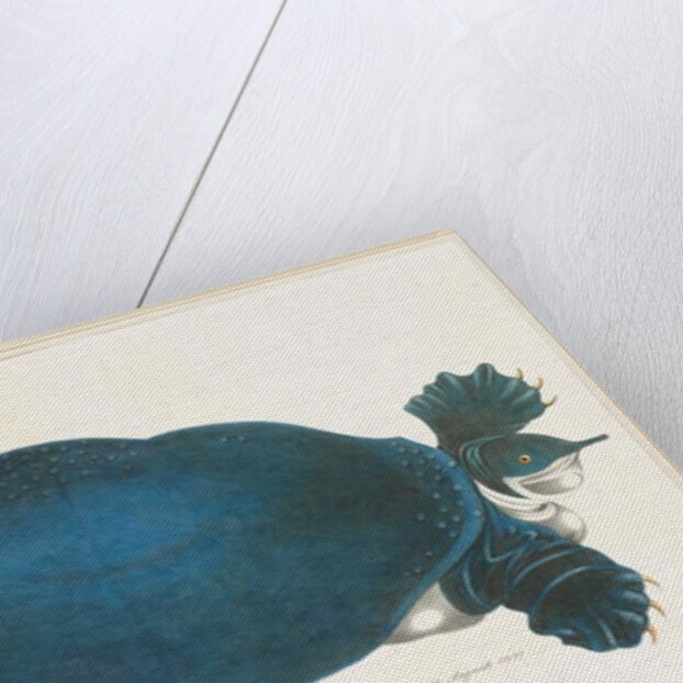 American Softshell Turtle or Trionyx by Aloys Zotl