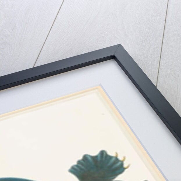 American Softshell Turtle or Trionyx by Aloys Zotl