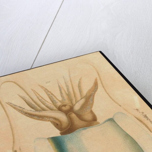 A Cuttlefish Study, 1881 by Aloys Zotl