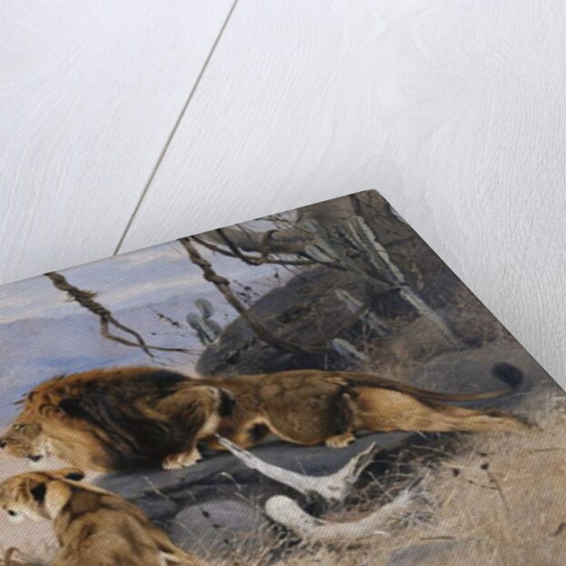 Lion and Lioness; Lowe und Lowin by Wilhelm Kuhnert