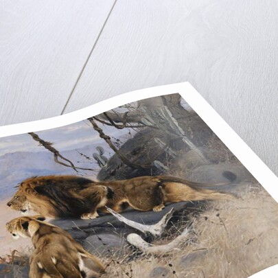 Lion and Lioness; Lowe und Lowin by Wilhelm Kuhnert