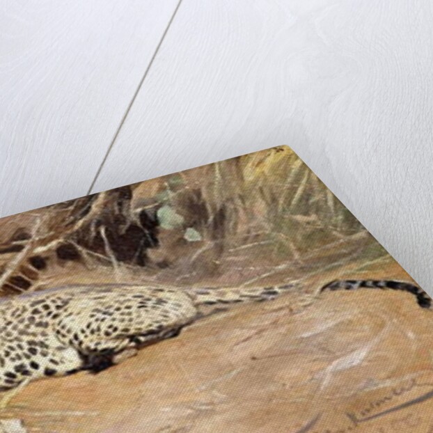 A Leopard by Wilhelm Kuhnert