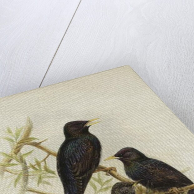 Common Starling by Henry Constantine Richter