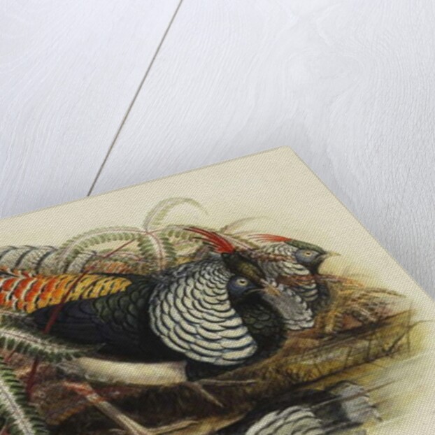 Lady Amherst's Pheasant by Henry Constantine Richter