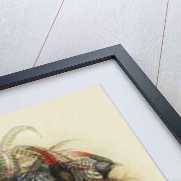 Lady Amherst's Pheasant by Henry Constantine Richter