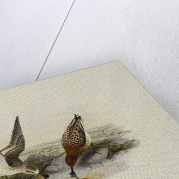 Spoonbill Sandpiper by Henry Constantine Richter