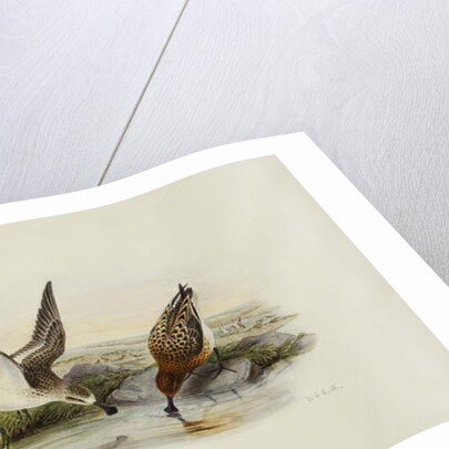 Spoonbill Sandpiper by Henry Constantine Richter