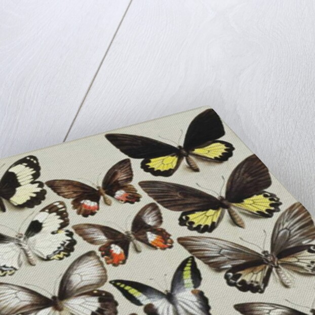 Fifteen Swallowtail butterflies in three columns by Marian Ellis Rowan