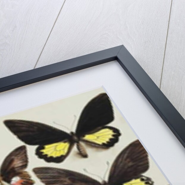 Fifteen Swallowtail butterflies in three columns by Marian Ellis Rowan